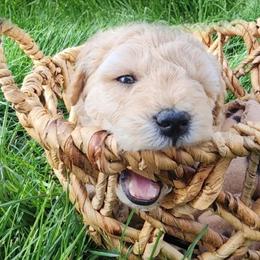 Goldendoodle Puppies from Lauralyn's Goldendoodles