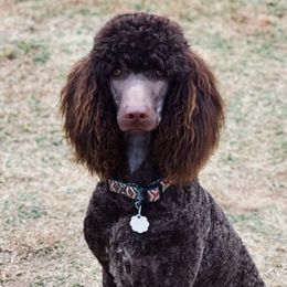 Emmi - Poodle
