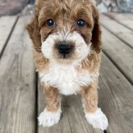Boy 4 - Red male Cavapoo puppy in Camden, Michigan from FurEver Friends Finder