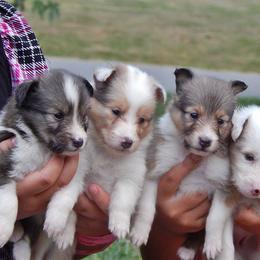 Rottweiler and Shetland Sheepdog Puppies from Mountain High Kennels