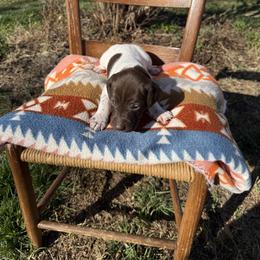 Yellow - Liver and white female German Shorthaired Pointer puppy in Union Hall, Virginia from Rustic Creek Farms