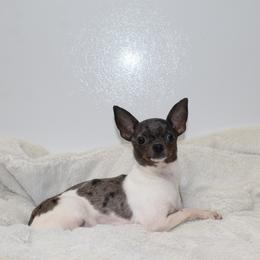 Sapphire - Chihuahua