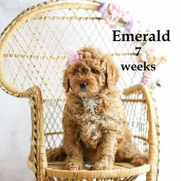 Emerald (girl) Baby Blue Collar - Red  Goldendoodle puppy in Corona, California from Fluffy Puppy Mini Doodles LLC