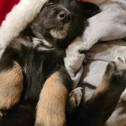 Australian Shepherd Puppies from Summit Australian Shepherds