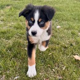 Love - Black tri female Miniature American Shepherd puppy in Tonasket, Washington from V5 Aussies