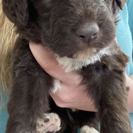 Aussiedoodles, Goldendoodles, and Labradoodles from Cherokee Rose kennels
