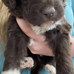 Aussiedoodles, Goldendoodles, and Labradoodles from Cherokee Rose kennels