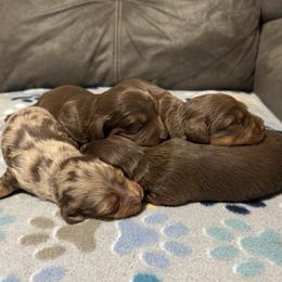 Dachshund puppies from Camden Line Dachshunds