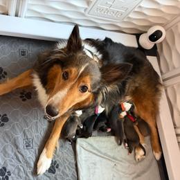 Purple - Black white and tan female Shetland Sheepdog puppy in Katy, Texas from Sherock’s Shelties