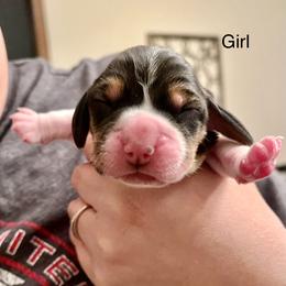Girl 1 - Beagle puppy in Woodstock, Georgia from Penny Lane Beagles and AKC and Champion bloodline