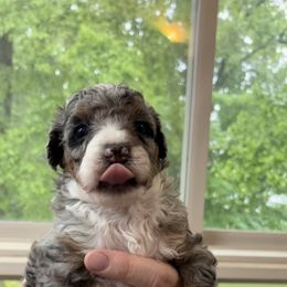 Bernedoodle Puppies from Blue Belle Hills Bernedoodles