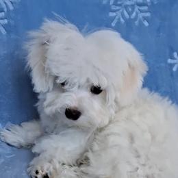 Maltipoo Puppies from Little Cupcakes and Little Punkins Maltipoos