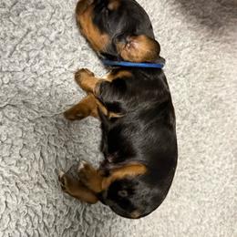 Bingo - Black and tan male English Cocker Spaniel puppy in Lake City, Florida from Ryndal & Co.