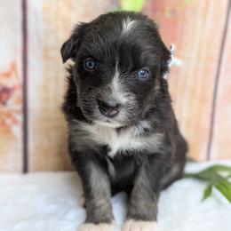 Stella (White Colar) - Black tri-color female Australian Shepherd puppy in Coulee City, Washington from Mr and Mrs Doodle Farm