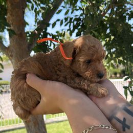B dawg - Red  male Poodle puppy in Bakersfield, California from Underground kennels
