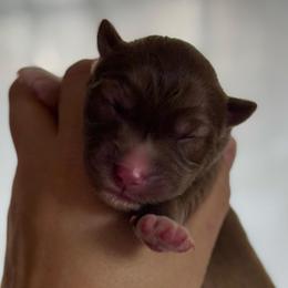 Bloom - Red and white female Siberian Husky puppy in Florence, Kentucky from Moonlight Howl Huskies