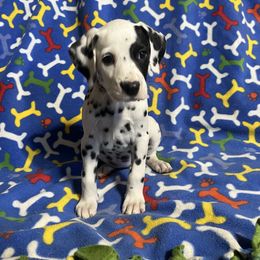 Angus- Pink - White and black female Dalmatian puppy in Claremore, Oklahoma from Lotsofdots Dalmatians