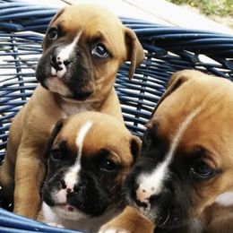 Boston Terriers, Boxers, and Companion Crosses from KD’s K9 Oasis