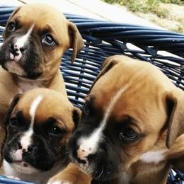 Boston Terriers, Boxers, and Companion Crosses from KD’s K9 Oasis