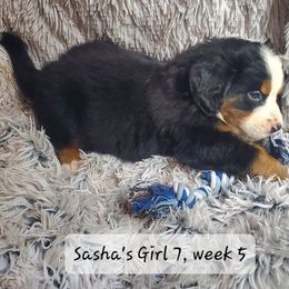 Girl 7 - Black rust and white female Bernese Mountain Dog puppy in Nicholson, Georgia from Bernese Mountain Dogs of Pony Trail Farm