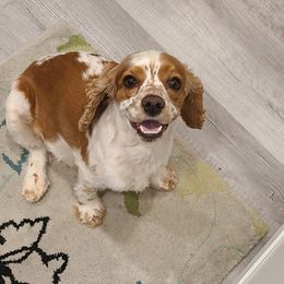 Maggie - Cocker Spaniel