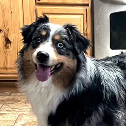 Belle Star - Australian Shepherd
