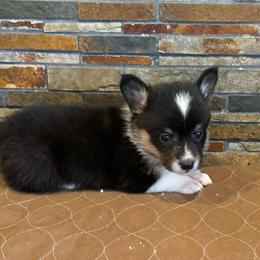Girl 2 - Black and tan female Pembroke Welsh Corgi puppy in Visalia, California from VIP Stables