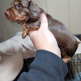 Boy 1 - Chocolate and tan male Dachshund puppy in Lansing, Michigan from Black Thunder 517 Cane Corso and Dachshunds