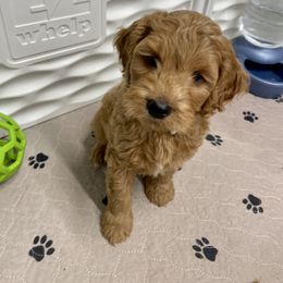 Goldendoodle Puppies from Kings Royal Mini Doodles by King Farms