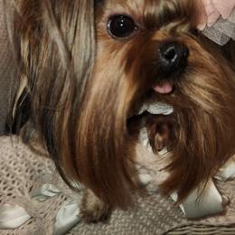 Yorkshire Terrier All Grown Up from Reese's Angelface Yorkies