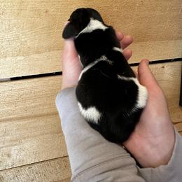 Female 3 - Black brown and white female Basset Hound puppy in Lindley, New York from Hill Top Basset Hounds & Cane Corso