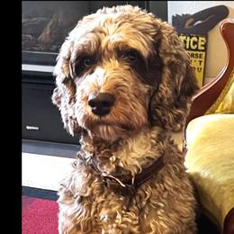 Charm - Australian Labradoodle