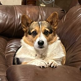Luna - Pembroke Welsh Corgi