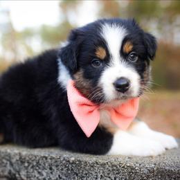 Joy - Black tri-color female Australian Shepherd puppy in Georgetown, Texas from River Reign Australian Shepherds