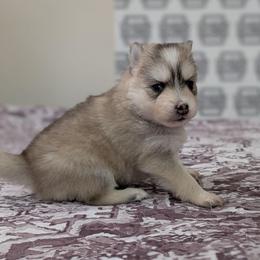 Ronnie- Male - Wolf sable male Pomsky puppy in Hurleyville, New York from My Crazy Pomskys