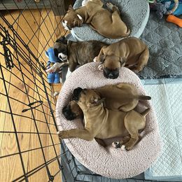 Boxer Puppies from Angela's Boxers