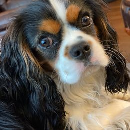 Blossom - Cavalier King Charles Spaniel