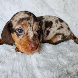 PEANUT JR - Dapple male Dachshund puppy in Holtwood, Pennsylvania from Holly Hill Dachshunds