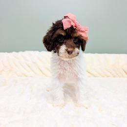 Maple - Chocolate female Australian Labradoodle puppy in Springfield, Ohio from Dawson & Daryn's Royal Companions