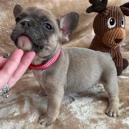 Starkhaus' Lil' Blue Bronco - Blue fawn male French Bulldog puppy in Westerly, Rhode Island from Starkhaus Rottweilers & Frenchies