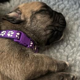 Skye - Fawn female Cane Corso puppy in Cameron Park, California from Lionheart Cane Corso