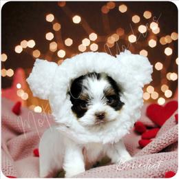 Benedict - Chocolate, tan and white male Yorkshire Terrier puppy in Warren, Michigan from Danielle's Yorkie & Shih Tzu Babies