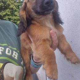Mouse shaded cream AKC boy - Cream male Dachshund puppy in Madisonville, Tennessee from LaRose Farm & Kennels