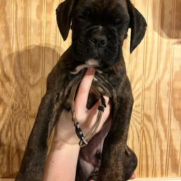 Brown collar-brindle male - Brindle Boxer puppy in Mooresboro, North Carolina from Echo Hollow Kennels Boxers and Boarding LLC