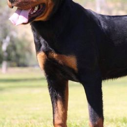 Rottweilers and Shih Tzus from Little Mountain’s Shih Tzus