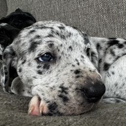 Great Dane puppies from Denver Danes