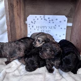 Dachshund Puppies from A Anchor Farm