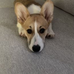 Pembroke Welsh Corgi All Grown Up from G.G.'s Corgis