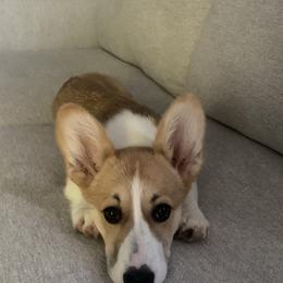 Pembroke Welsh Corgi All Grown Up from G.G.'s Corgis