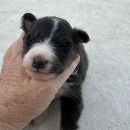 Betty - Black and white female Shetland Sheepdog puppy in Kerville, Texas from Cedar Hill Kennels